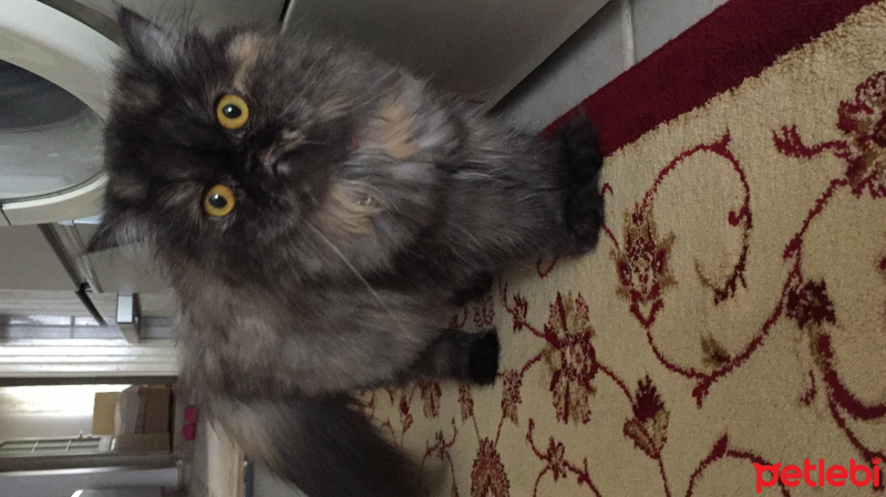 İran Kedisi (Persian), Kedi  Mia fotoğrafı
