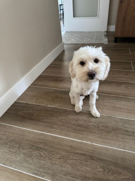 Maltese, Köpek  pamuk fotoğrafı