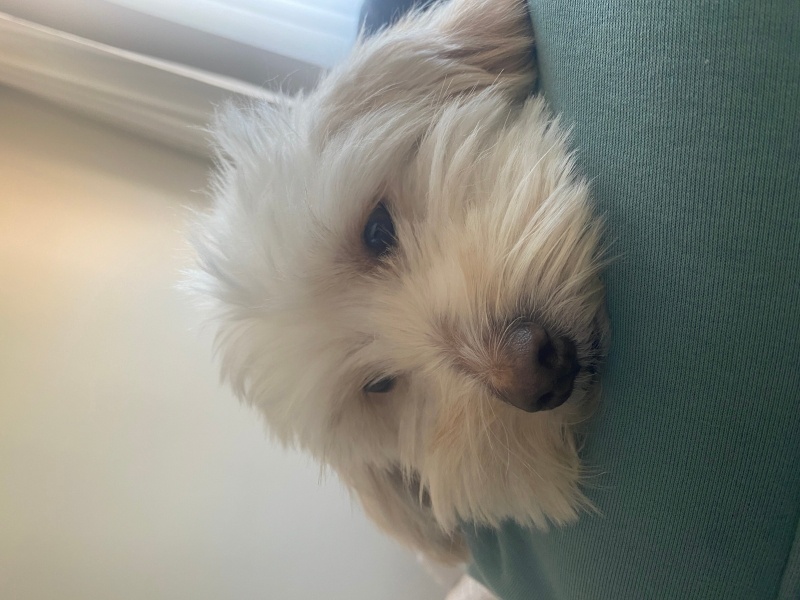 Maltese, Köpek  pamuk fotoğrafı