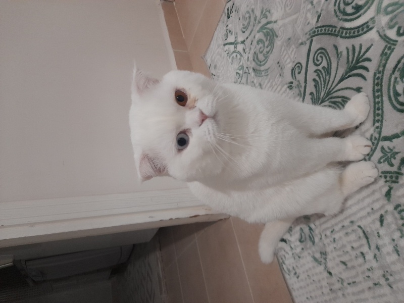 Scottish Fold, Kedi  Pamuk fotoğrafı