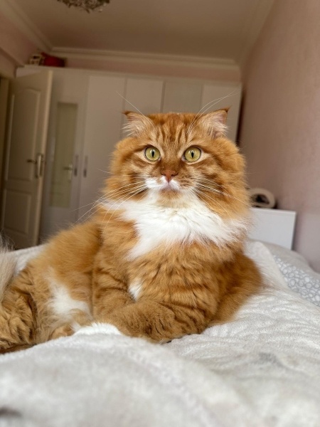 Sarman, Kedi  Sushi fotoğrafı