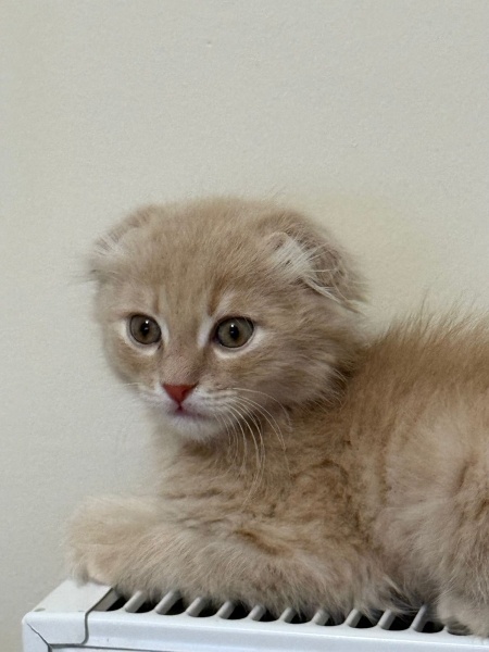 Scottish Fold, Kedi  Köfte fotoğrafı