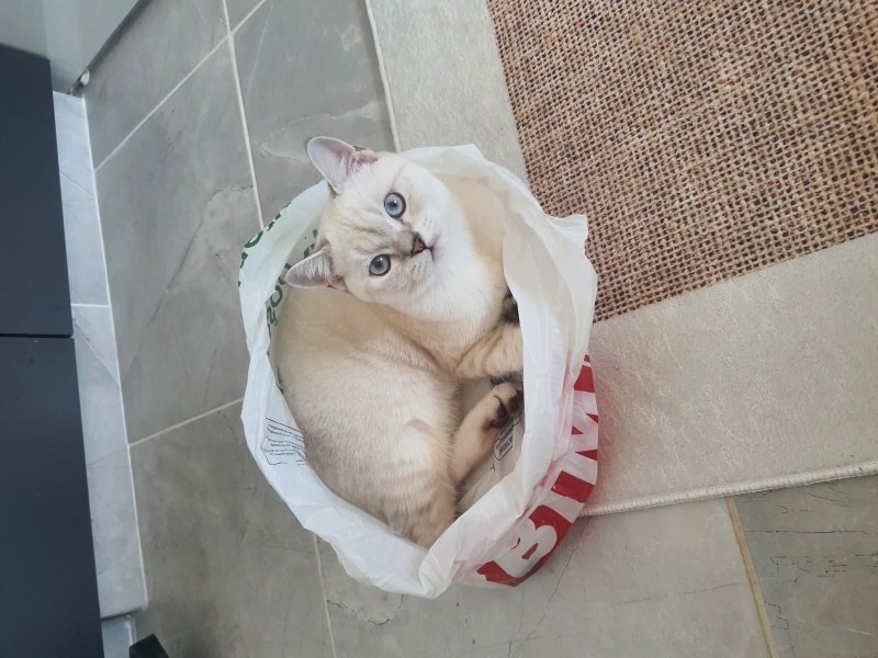 British Shorthair, Kedi  ALVİN fotoğrafı