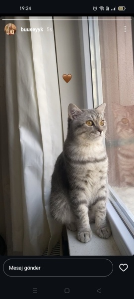 British Shorthair, Kedi  Duman fotoğrafı