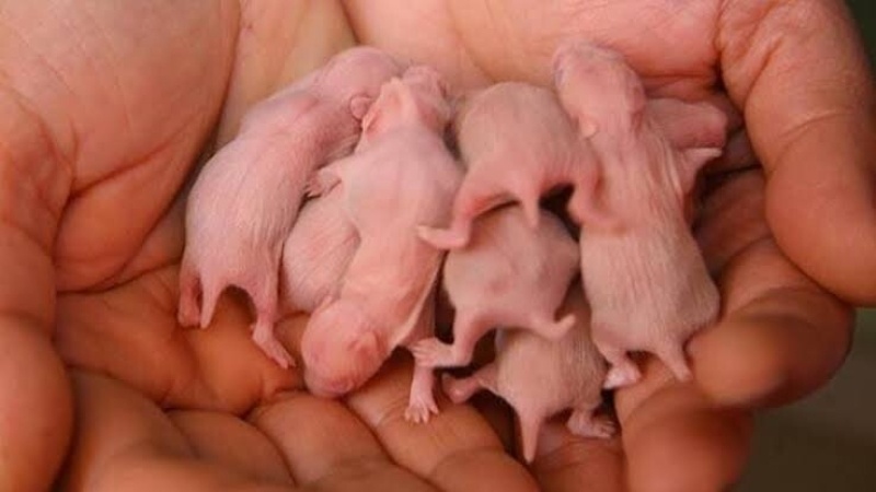Hamster, Kemirgen  9 yavru suriye hamster fotoğrafı