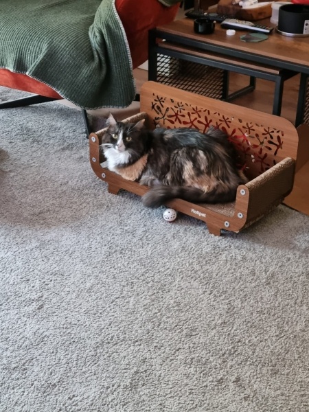 Tekir Kedi, Kedi  MissCat fotoğrafı