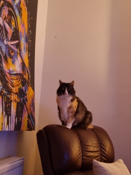 Tekir Kedi, Kedi  MissCat fotoğrafı
