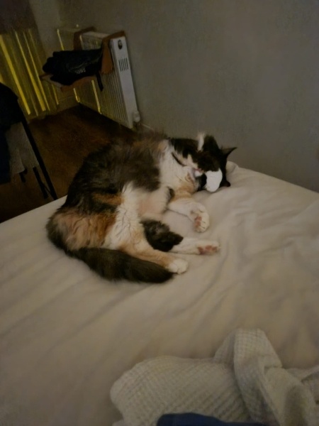 Tekir Kedi, Kedi  MissCat fotoğrafı