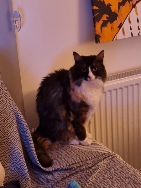 Tekir Kedi, Kedi  MissCat fotoğrafı