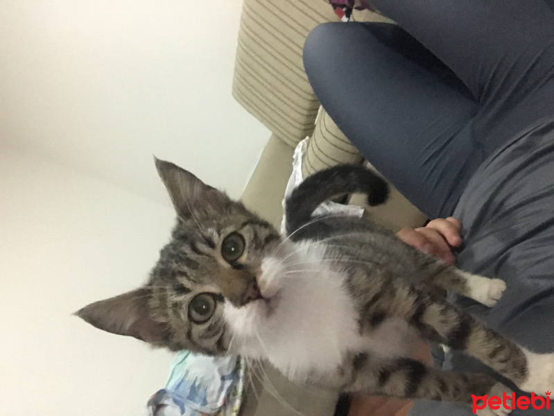 Tekir Kedi, Kedi  Fişek fotoğrafı