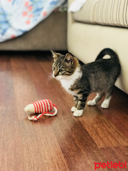 Tekir Kedi, Kedi  Fişek fotoğrafı