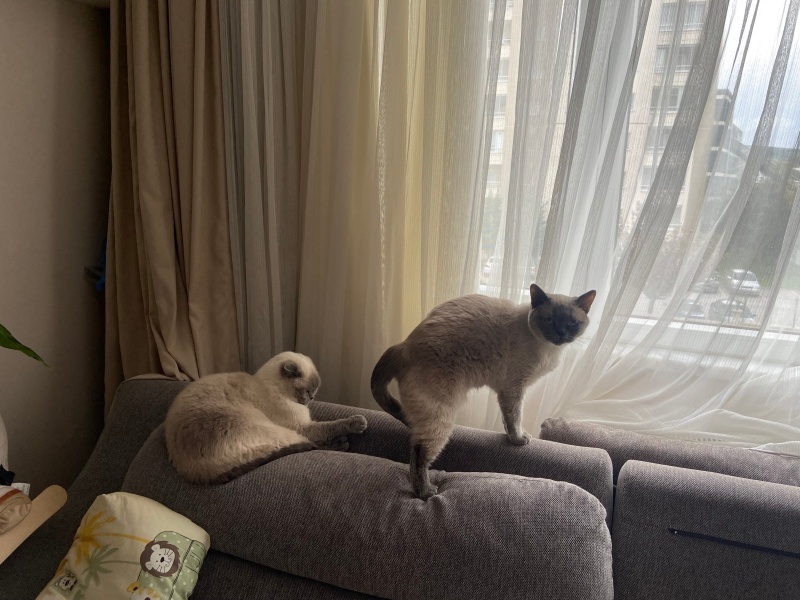 British Shorthair, Kedi  Lilly fotoğrafı