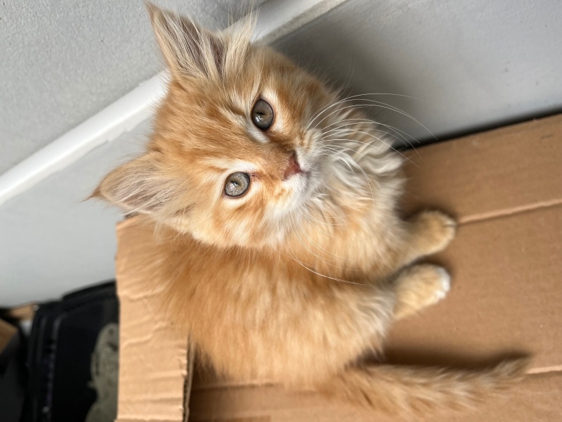 Sarman, Kedi  Pati fotoğrafı
