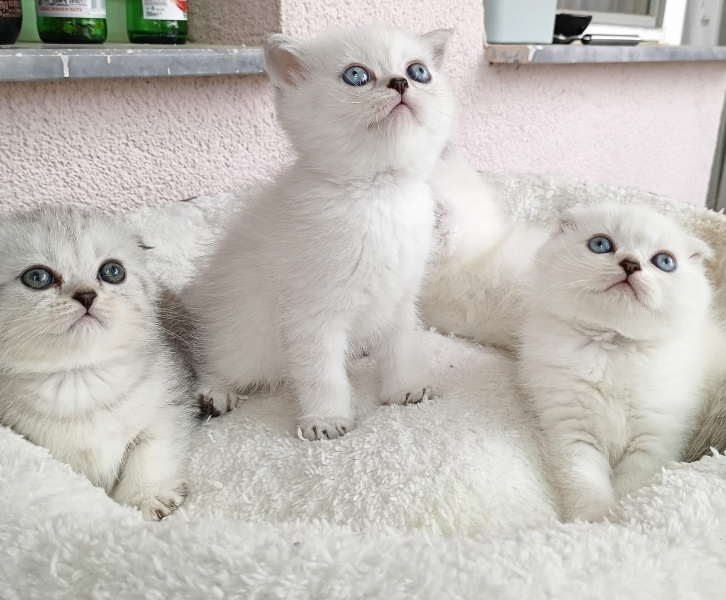 British Shorthair, Kedi  Baby fotoğrafı