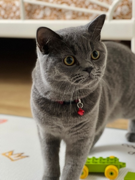 British Shorthair, Kedi  Duman fotoğrafı