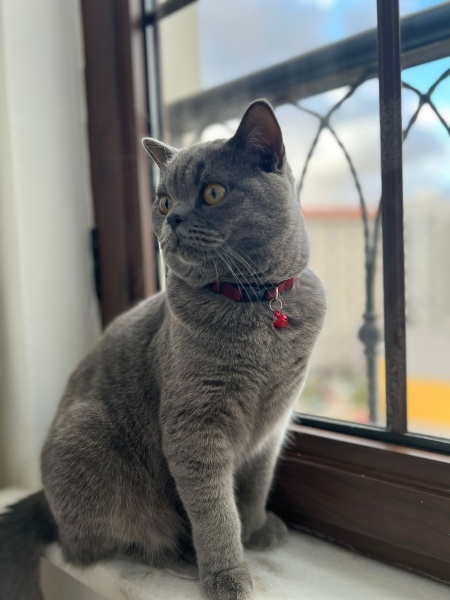 British Shorthair, Kedi  Duman fotoğrafı