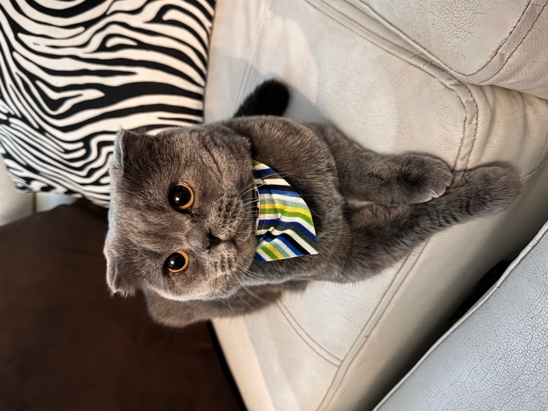 British Shorthair, Kedi  Mino fotoğrafı