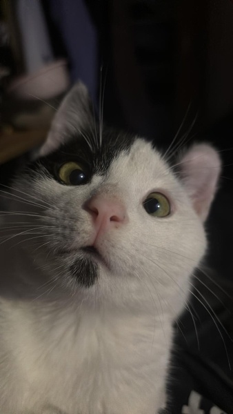 Tekir Kedi, Kedi  Lubi fotoğrafı