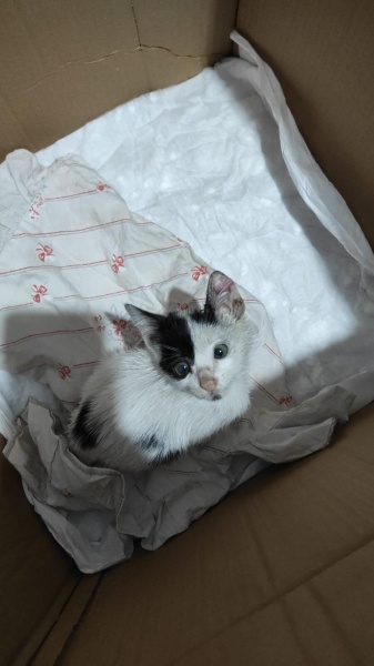 Tekir Kedi, Kedi  Lubi fotoğrafı