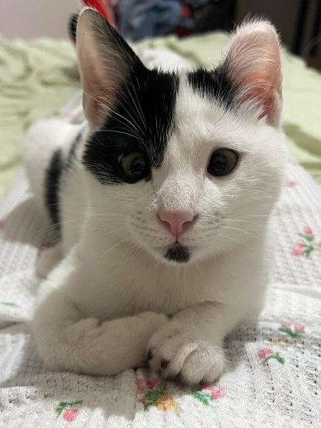 Tekir Kedi, Kedi  Lubi fotoğrafı