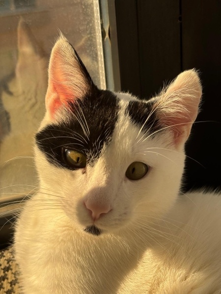 Tekir Kedi, Kedi  Lubi fotoğrafı