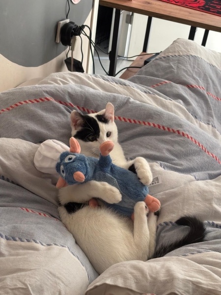 Tekir Kedi, Kedi  Lubi fotoğrafı