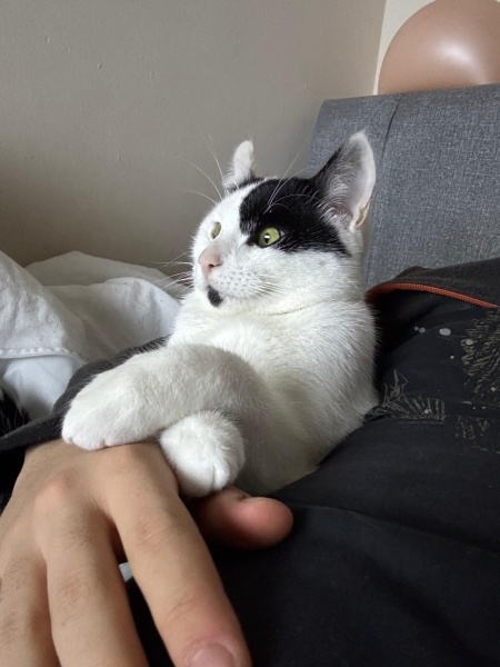 Tekir Kedi, Kedi  Lubi fotoğrafı