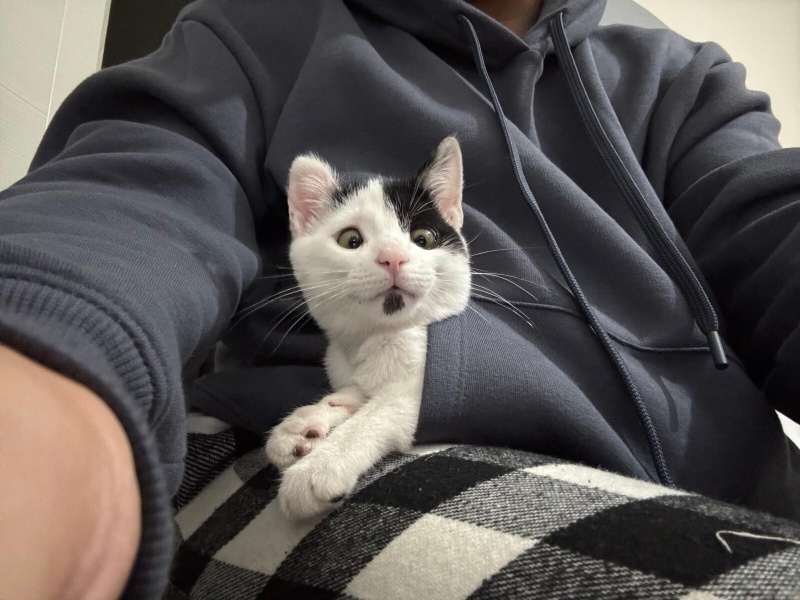 Tekir Kedi, Kedi  Lubi fotoğrafı