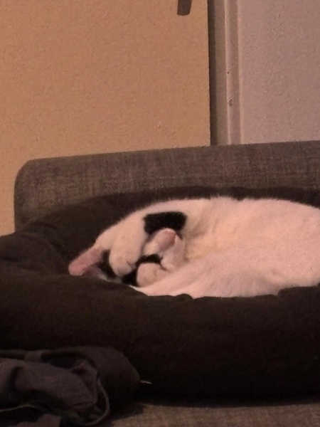 Tekir Kedi, Kedi  Lubi fotoğrafı