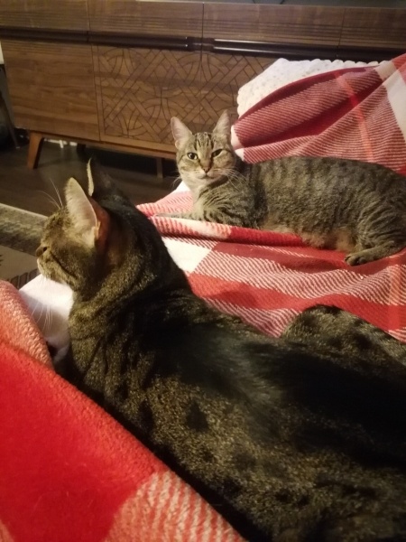 Tekir Kedi, Kedi  Hamur fotoğrafı