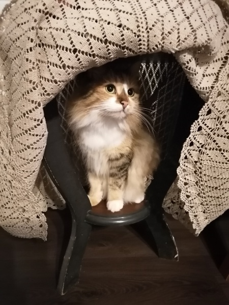 Tekir Kedi, Kedi  Hamur fotoğrafı