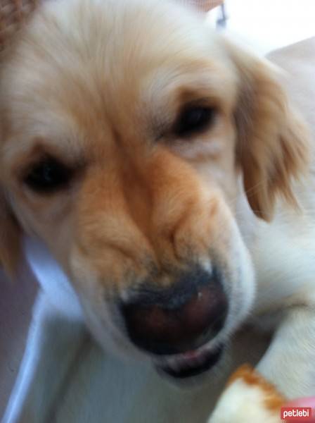 Golden Retriever, Köpek  Köpük fotoğrafı