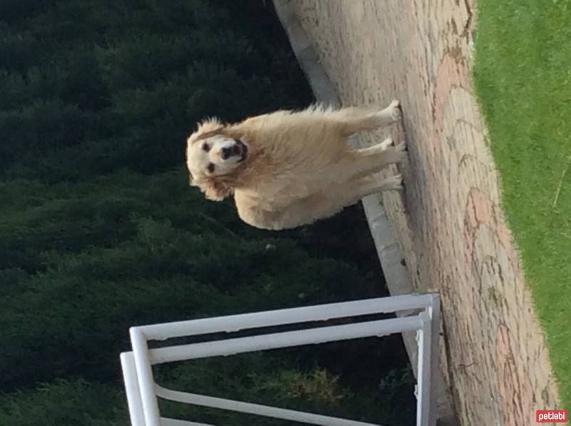 Golden Retriever, Köpek  Köpük fotoğrafı