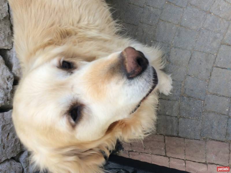 Golden Retriever, Köpek  Köpük fotoğrafı