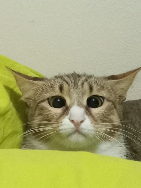 Tekir Kedi, Kedi  Cookie fotoğrafı