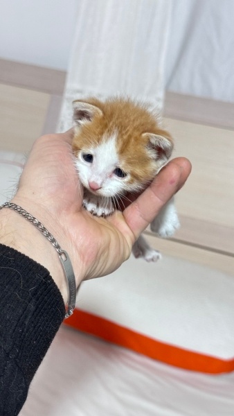 Tekir Kedi, Kedi  Pamuk fotoğrafı
