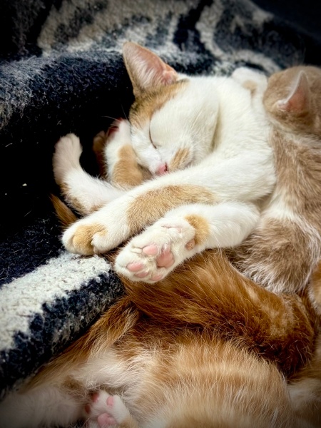 Tekir Kedi, Kedi  Pamuk fotoğrafı