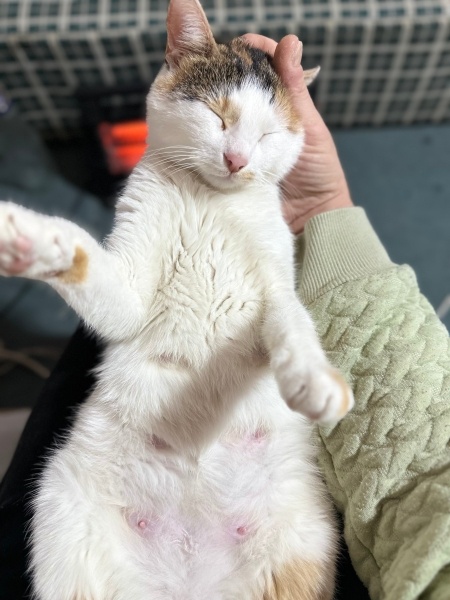 Tekir Kedi, Kedi  Pamuk fotoğrafı