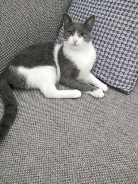 British Shorthair, Kedi  Mia fotoğrafı