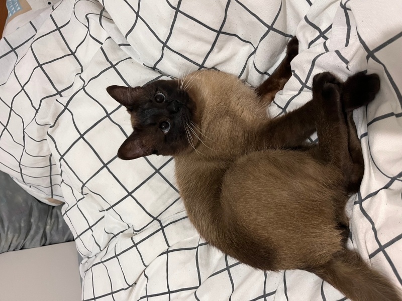 Siyam Kedisi, Kedi  Nimbus fotoğrafı