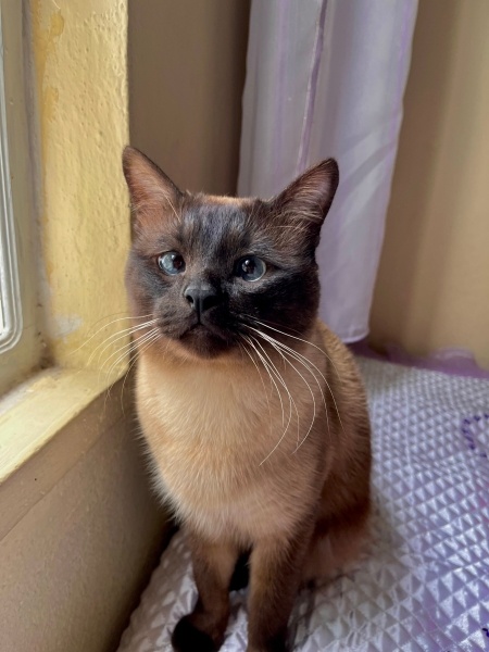 Siyam Kedisi, Kedi  Nimbus fotoğrafı