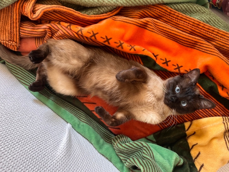 Siyam Kedisi, Kedi  Nimbus fotoğrafı