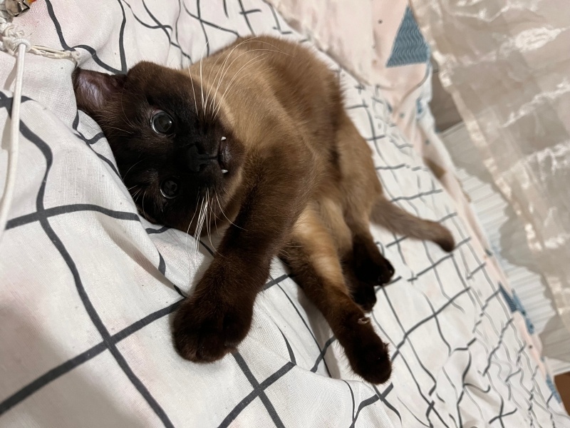 Siyam Kedisi, Kedi  Nimbus fotoğrafı
