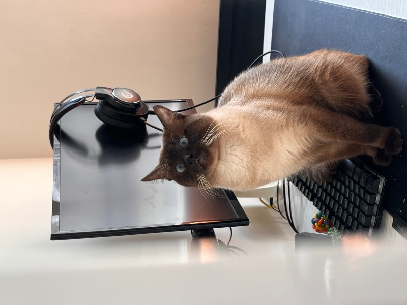 Siyam Kedisi, Kedi  Nimbus fotoğrafı
