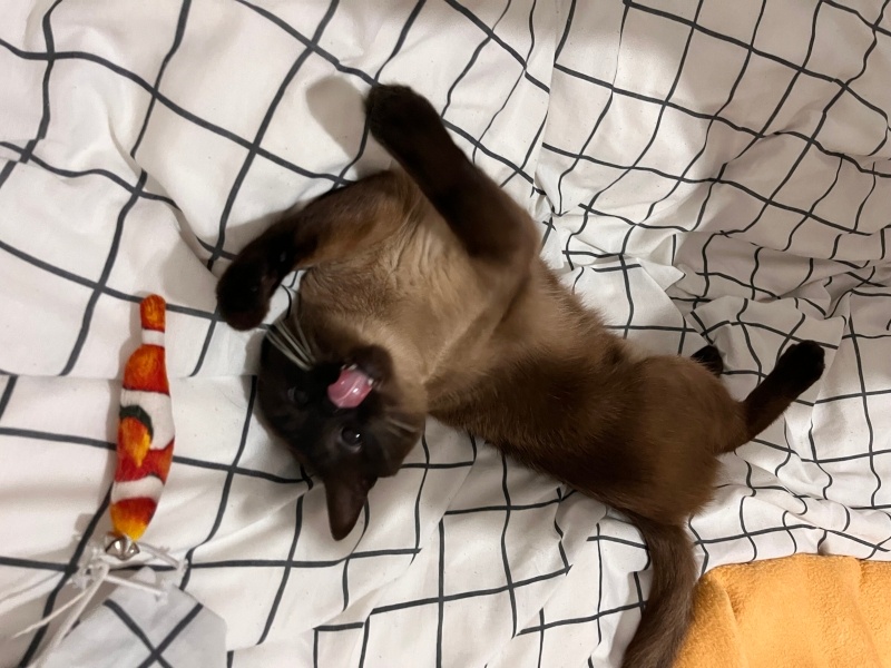 Siyam Kedisi, Kedi  Nimbus fotoğrafı