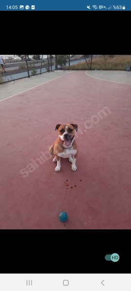 Boxer, Köpek  Gipsy fotoğrafı