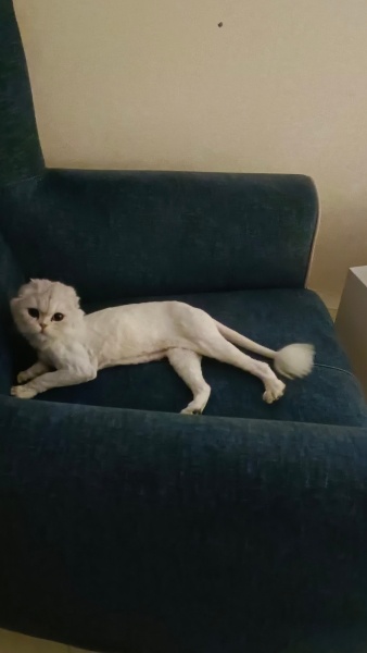 Scottish Fold, Kedi  Pamuk fotoğrafı