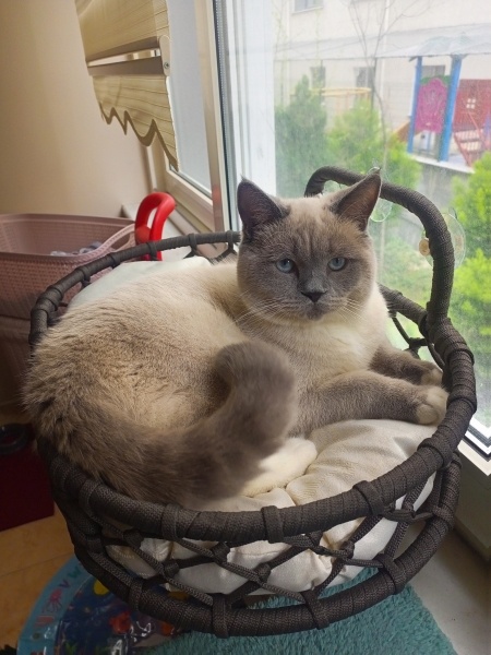 Siyam Kedisi, Kedi  Biritish blue pont fotoğrafı