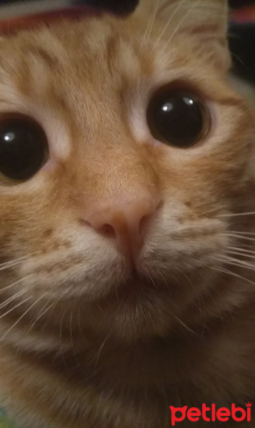 Tekir Kedi, Kedi  Bal fotoğrafı