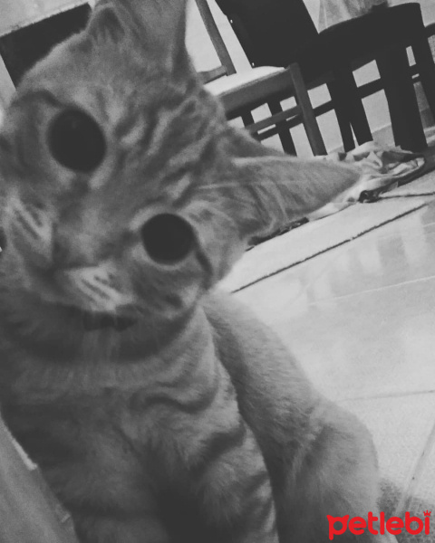 Tekir Kedi, Kedi  Bal fotoğrafı